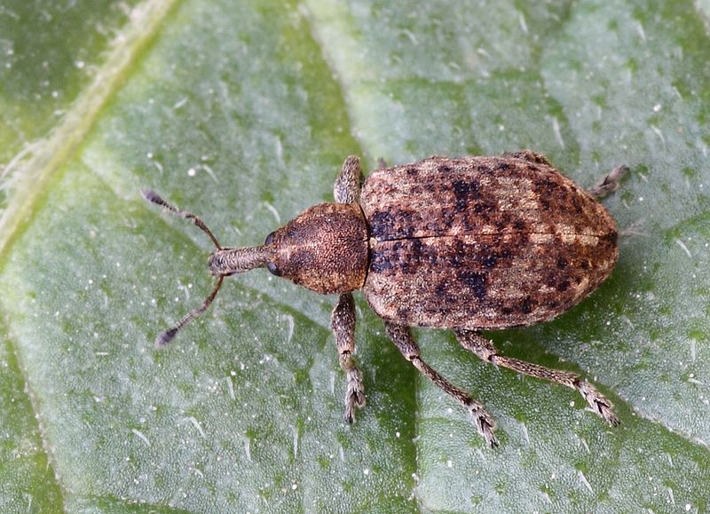 klikoroh, Hypera rumicis (Linnaeus, 1758) (Brouci, Coleoptera)
